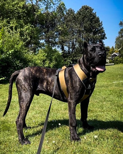 Dog Collars and Leashes