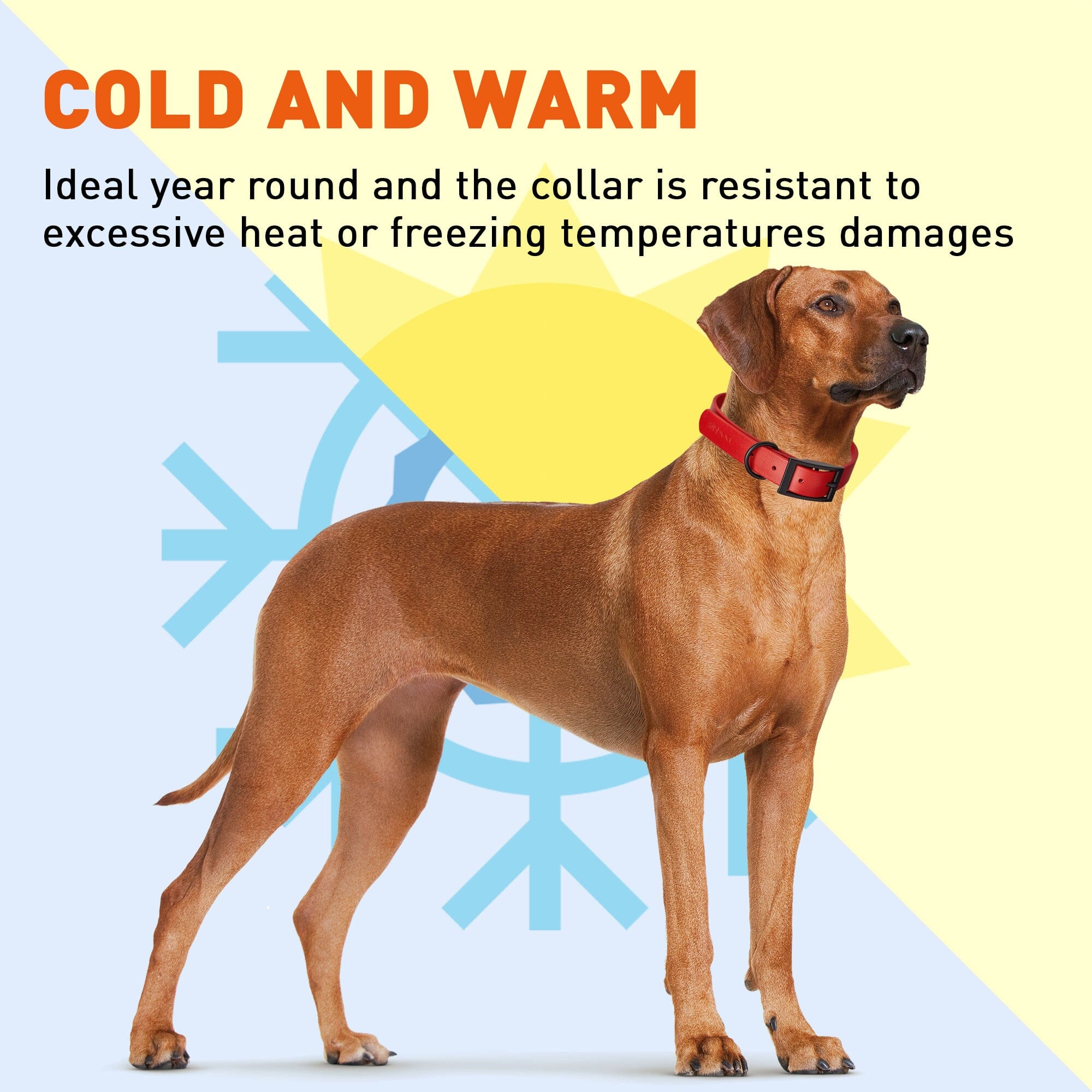 Biothane Waterproof Dog Collar - X-Small (9 to 12 inches)