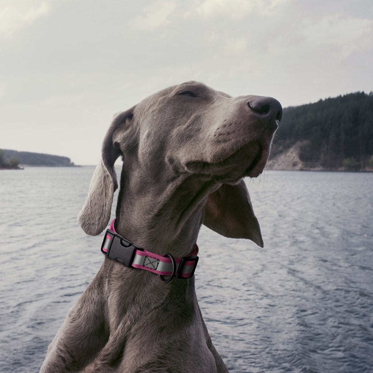 Dogline Biothane Reflective Dog Collar with Quick Release Buckle