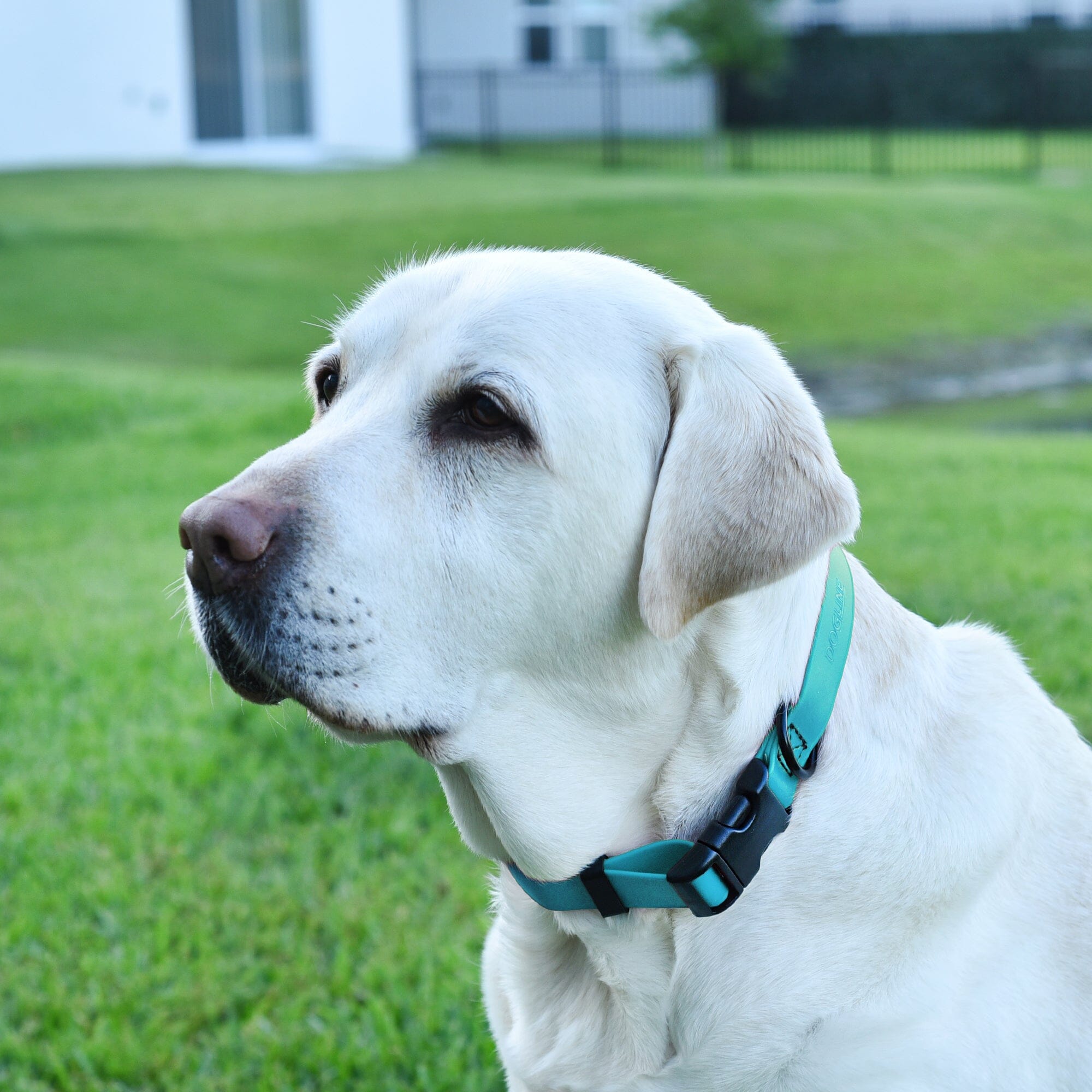 Dogline Biothane Waterproof Dog Collar with Quick Release Buckle