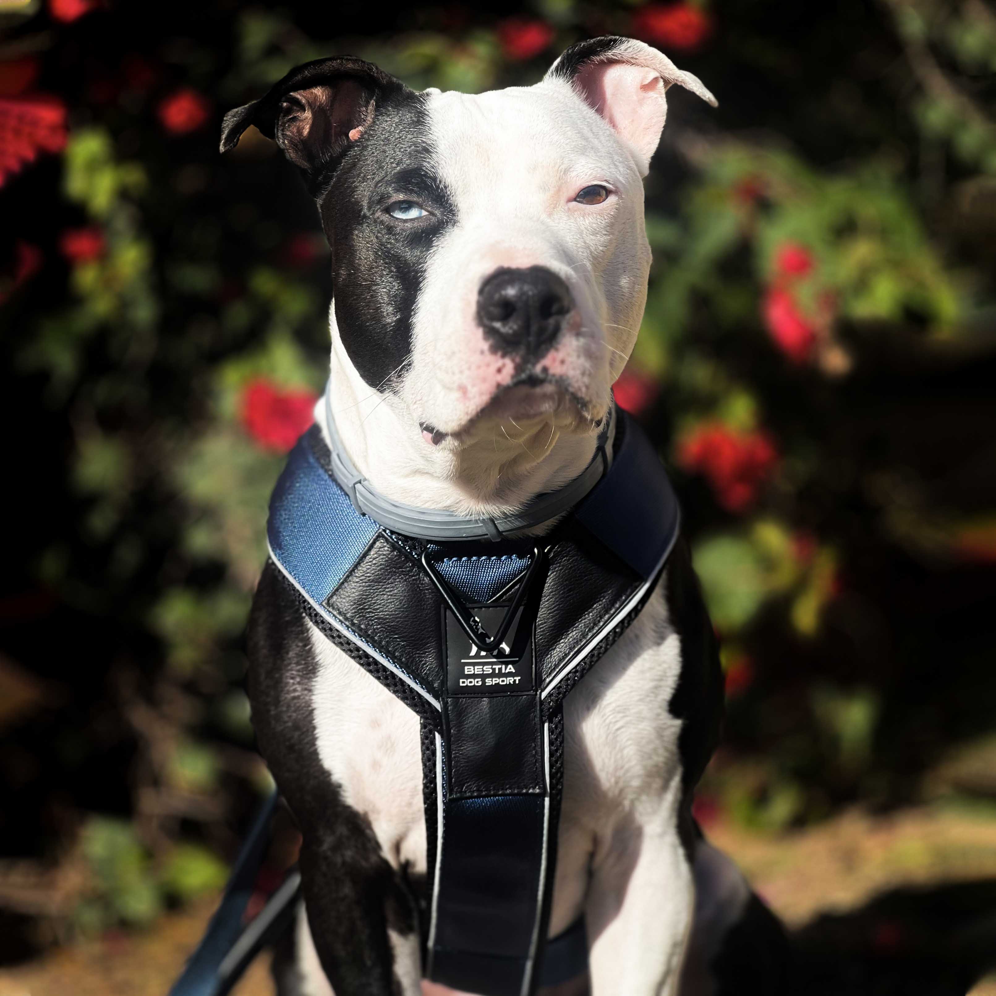 BESTIA DOG SPORT GripPro Heavy Duty Harness