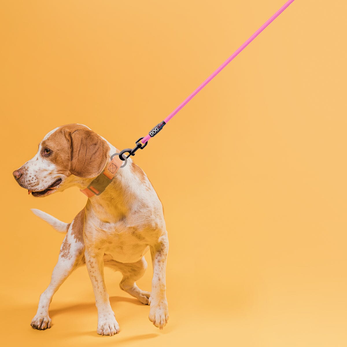 Nylon Round Dog Lead