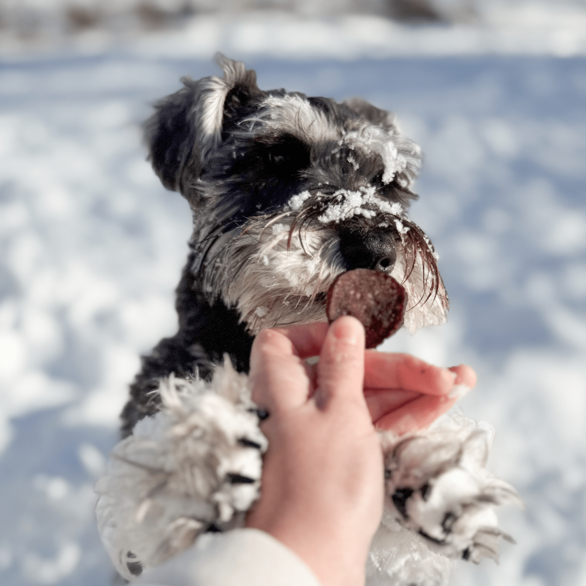 Holiday Chips Dog Treats - Beef & Fish 4oz