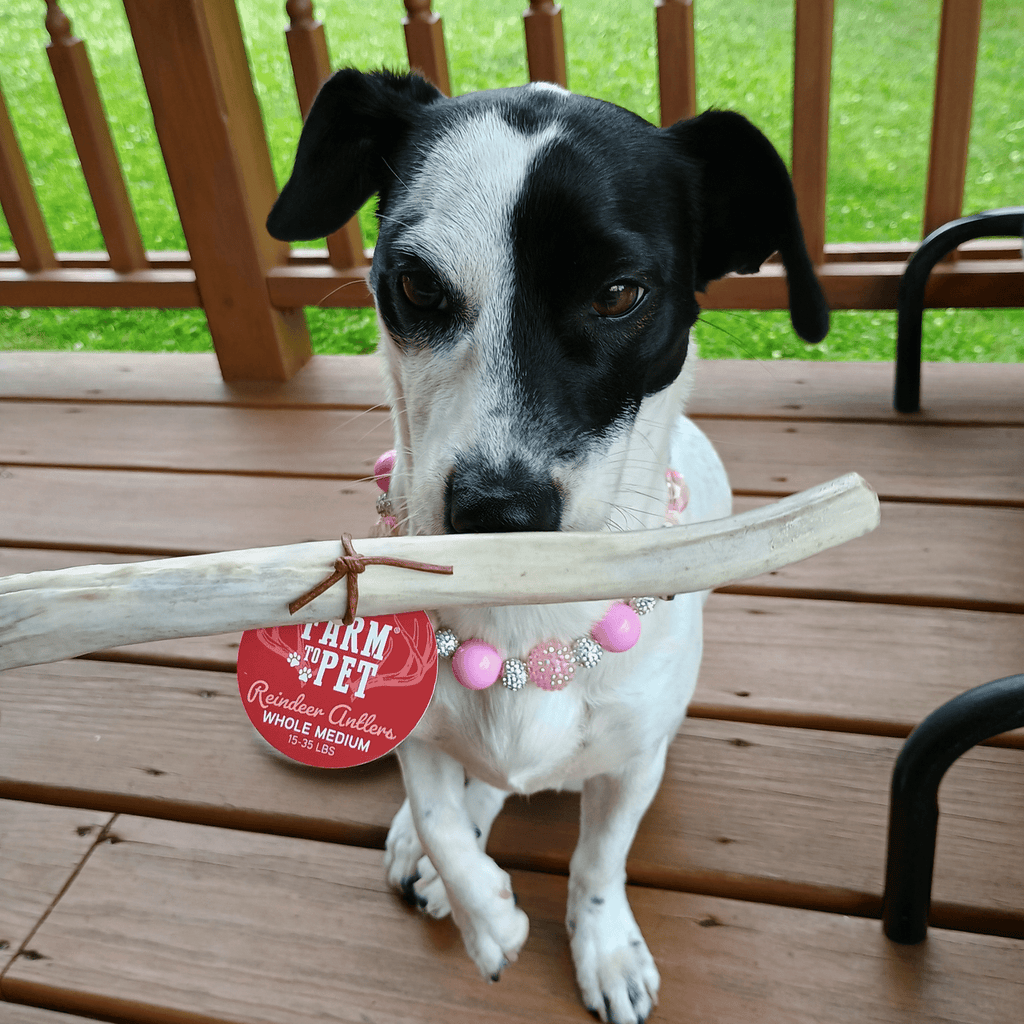 Elk The Halls Antler Chew & Dog Treat Box