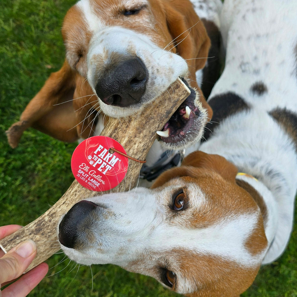 Elk The Halls Antler Chew & Dog Treat Box