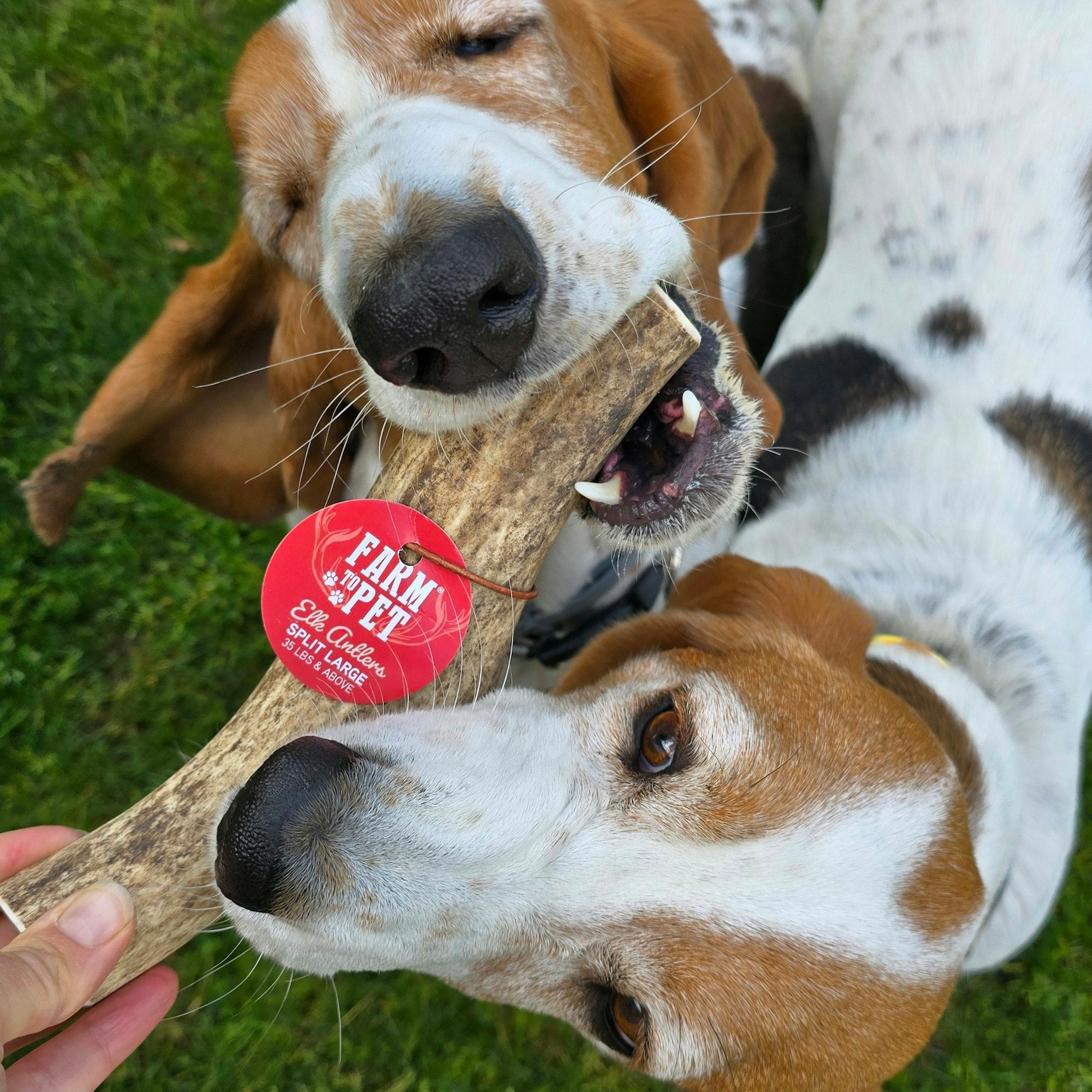 Elk The Halls Antler Chew & Dog Treat Box