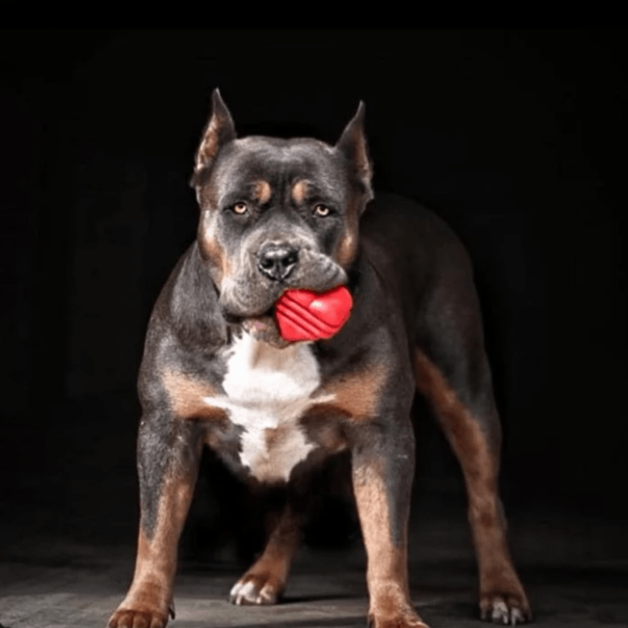 Tug Toys