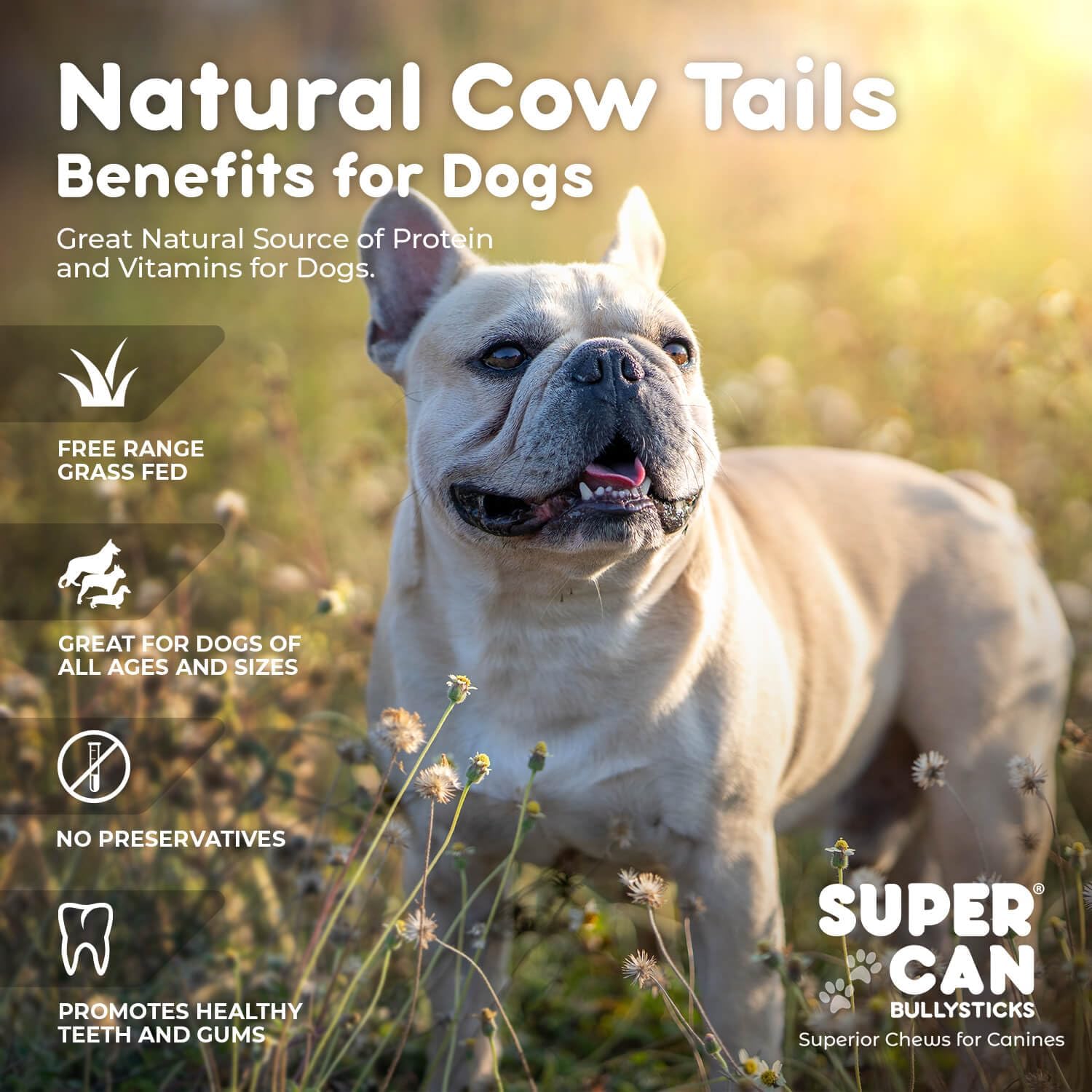 12" Cow Tails for Dogs (10 pcs)