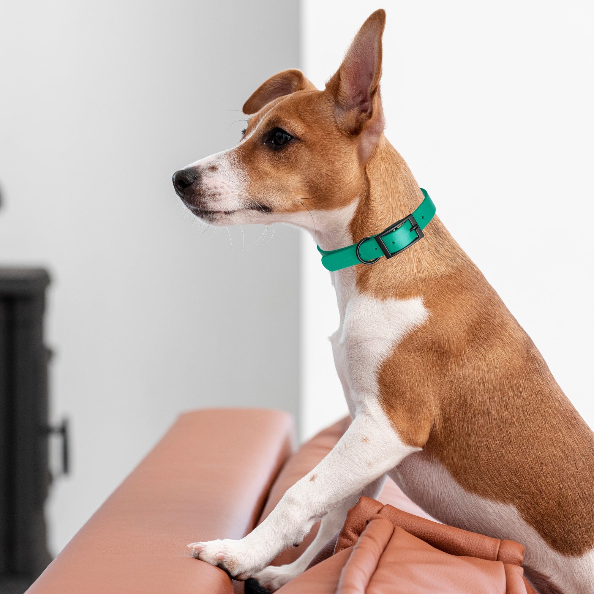 Biothane Waterproof Dog Collar - X-Small (9 to 12 inches)